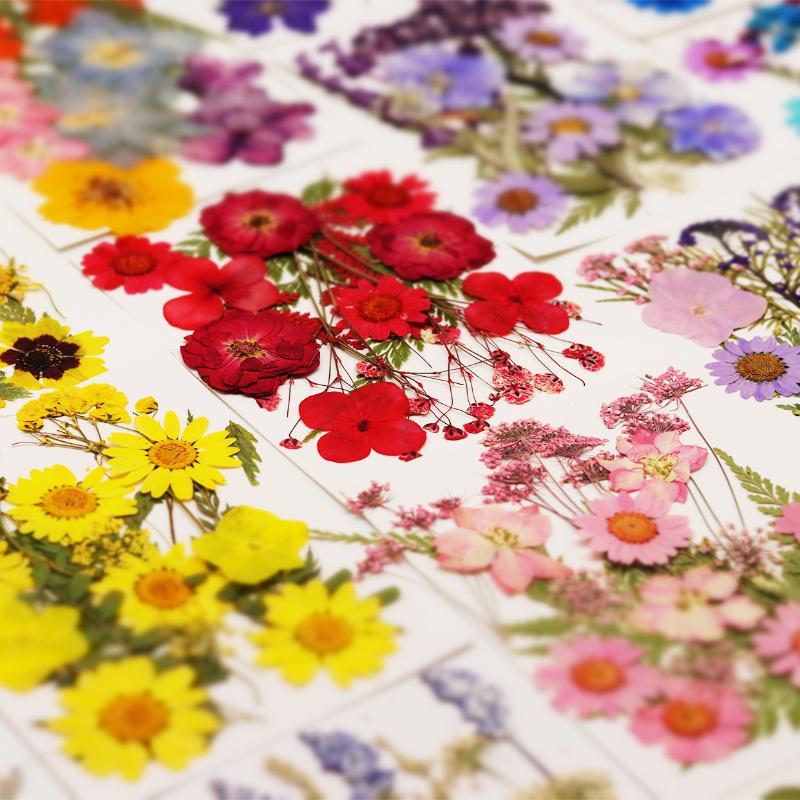 Dried Flowers Real Natural Pla - The Art And Craft Of Jewelry ulasan dan harga